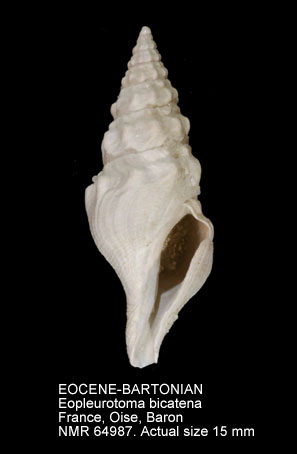 EOCENE-BARTONIAN Eopleurotoma bicatena.jpg - EOCENE-BARTONIANEopleurotoma bicatena(Lamarck,1804)